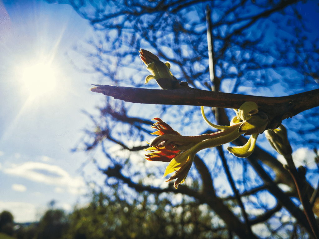 April in Alzey