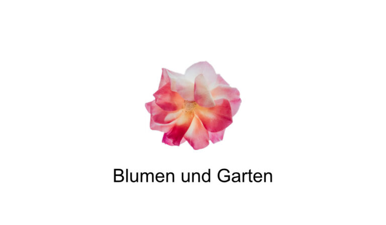 blumen und garten 1 768x448