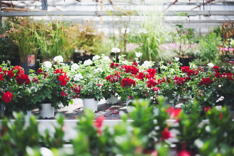 gaertnerei herbold 01 768x512